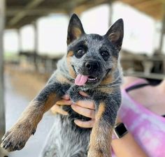 a woman holding a small dog with its tongue out and it's tongue hanging out