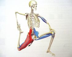 an image of a human skeleton doing the splits with muscles labeled in red and blue