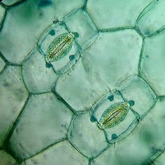 an image of the inside of a plant cell with water and algae on it's surface