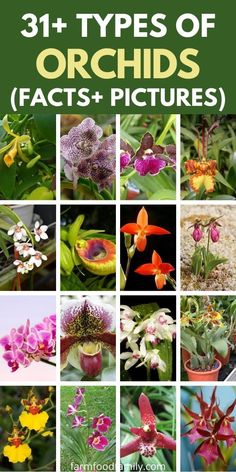 different types of orchids and pictures with text overlay that says, 31 types of orchid