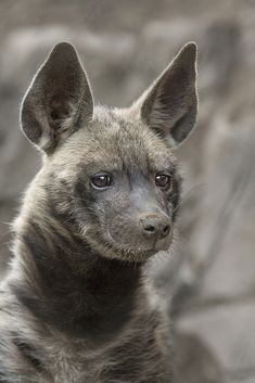 a close up of a hyena looking at the camera