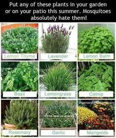 many different types of plants that are growing in the garden, including lavenders and lemon balm