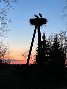 two birds sitting on top of a nest in the middle of a forest at sunset