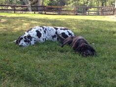 two dogs laying in the grass next to each other