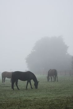 three horses grazing in a foggy field