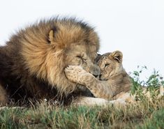 two lion cubs playing with each other in the grass and one is rubbing it's face