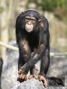 a chimpan standing on top of a rock next to a rope covered forest