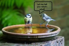 two small birds sitting on top of a birdbath with water in it and the words speak out above them