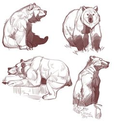 four different types of bears sitting and standing on their hind legs, with one bear looking at the ground