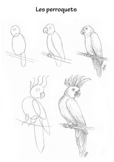 four different types of birds sitting on top of each other's heads, with the words les perroquets above them