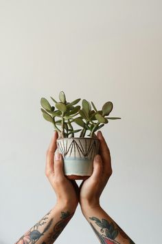 two hands holding up a potted plant