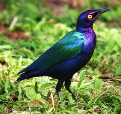 a purple and green bird is standing in the grass