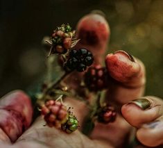 a person holding berries in their hands