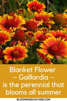 flowers with the words, blanket flower gailia is the perennial that blooms all summer