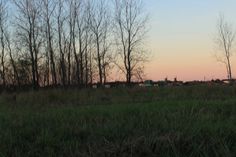 a field with trees and houses in the distance