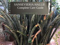 the sansevera hallii complete care guide is displayed in front of some plants