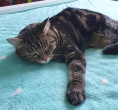 a cat laying on top of a blue blanket