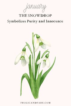 the snowdrop symbolizes puriy and inocnce, with an illustration of flowers