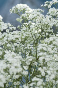 some white flowers that are in the grass