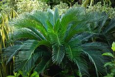 a large green plant sitting in the middle of a forest