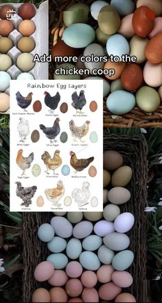 several pictures of different types of eggs in baskets and on the ground with text that reads, add more colors to the chicken coop