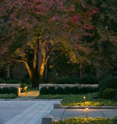 a park with trees, bushes and benches lit up by lights in the evening time