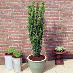 three potted plants are sitting in front of a brick wall, one is green and the other is brown