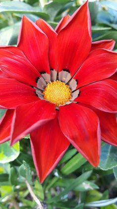 a large red flower with green leaves around it's center and yellow stamen