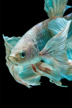 two blue and white fish swimming next to each other