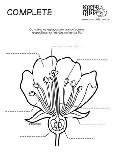 the parts of a flower that are labeled in spanish, with labels on each side