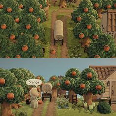 two pictures of an apple orchard and the same one with oranges on trees in it