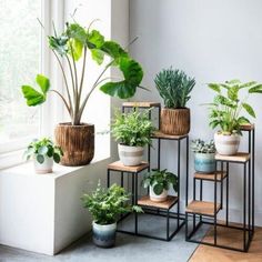 several potted plants are arranged on small stands