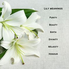 white lilies are arranged on a linen tablecloth with the words lily meaningss, purity, beauty, birth, divinity, and honesty