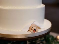 a white cake with a dog sticking out of it's hole in the icing