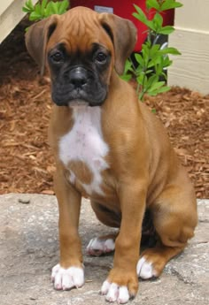 a small brown and white dog sitting on top of a cement slab next to a bush