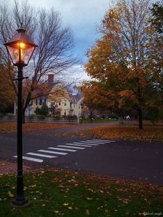 a street light sitting on the side of a road next to a tree filled park