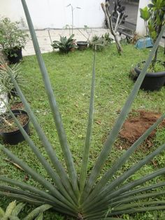 a large green plant sitting on top of a lush green field