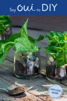 three jars filled with plants and rocks on top of a wooden table next to a spoon