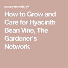 how to grow and care for hyacinth bean vine, the gardener's network