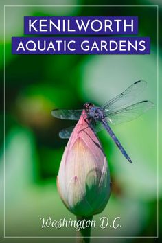 a dragonfly sitting on top of a flower with the words kenilworth aquatic gardens