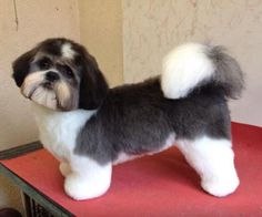 a small black and white dog standing on top of a red table next to a wall