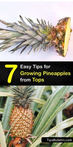 pineapples growing on the tree with text overlay that reads 7 easy tips for growing pineapples from tops