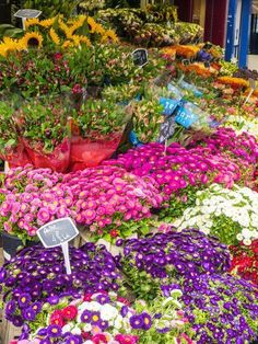 colorful flowers are for sale at the flower market