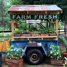 an old blue truck is filled with potted plants and herbs in the back yard