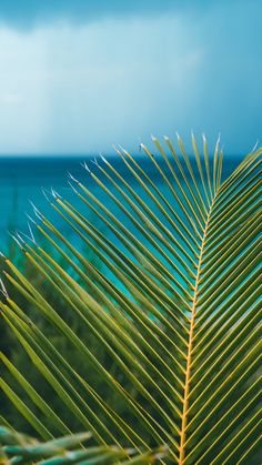 a close up view of a palm leaf with the ocean in the background