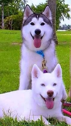 two husky dogs sitting in the grass with their tongue hanging out and one is panting