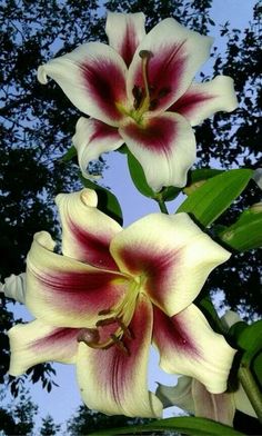 two white and red flowers with trees in the background