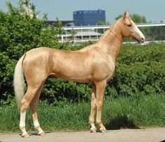 a brown horse standing on top of a dirt road next to green grass and bushes