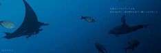 several different types of fish swimming in the blue water with words written below them that read,