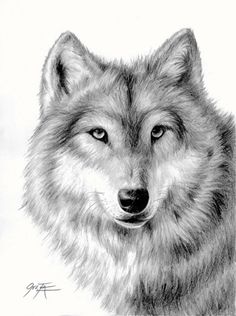 a pencil drawing of a wolf's face